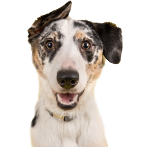 5 Cool To-Do's at The Golden Gate Kennel Club Dog Show (besides the show ring)
