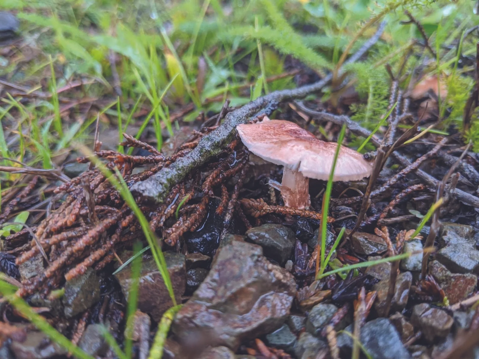 Mushroaming Along the Presidio Coastal Bluffs