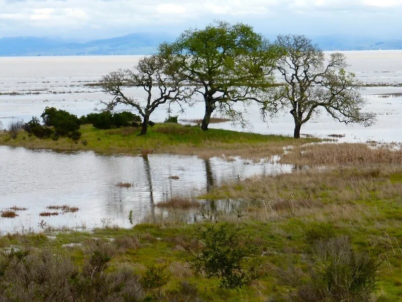 King Tides Walk