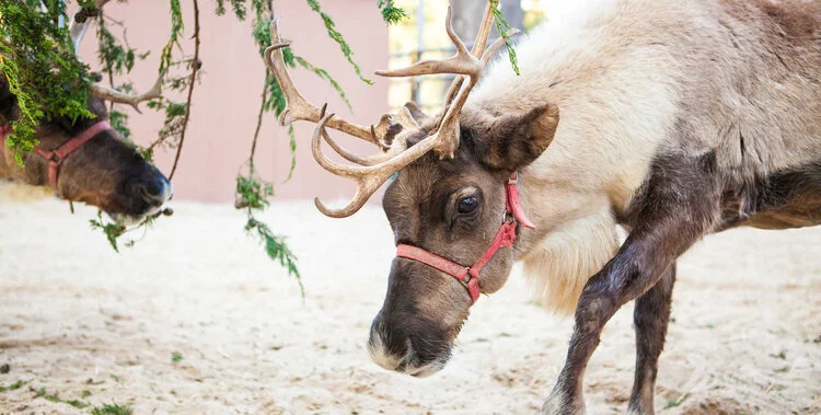 ’Tis the Season for Science
