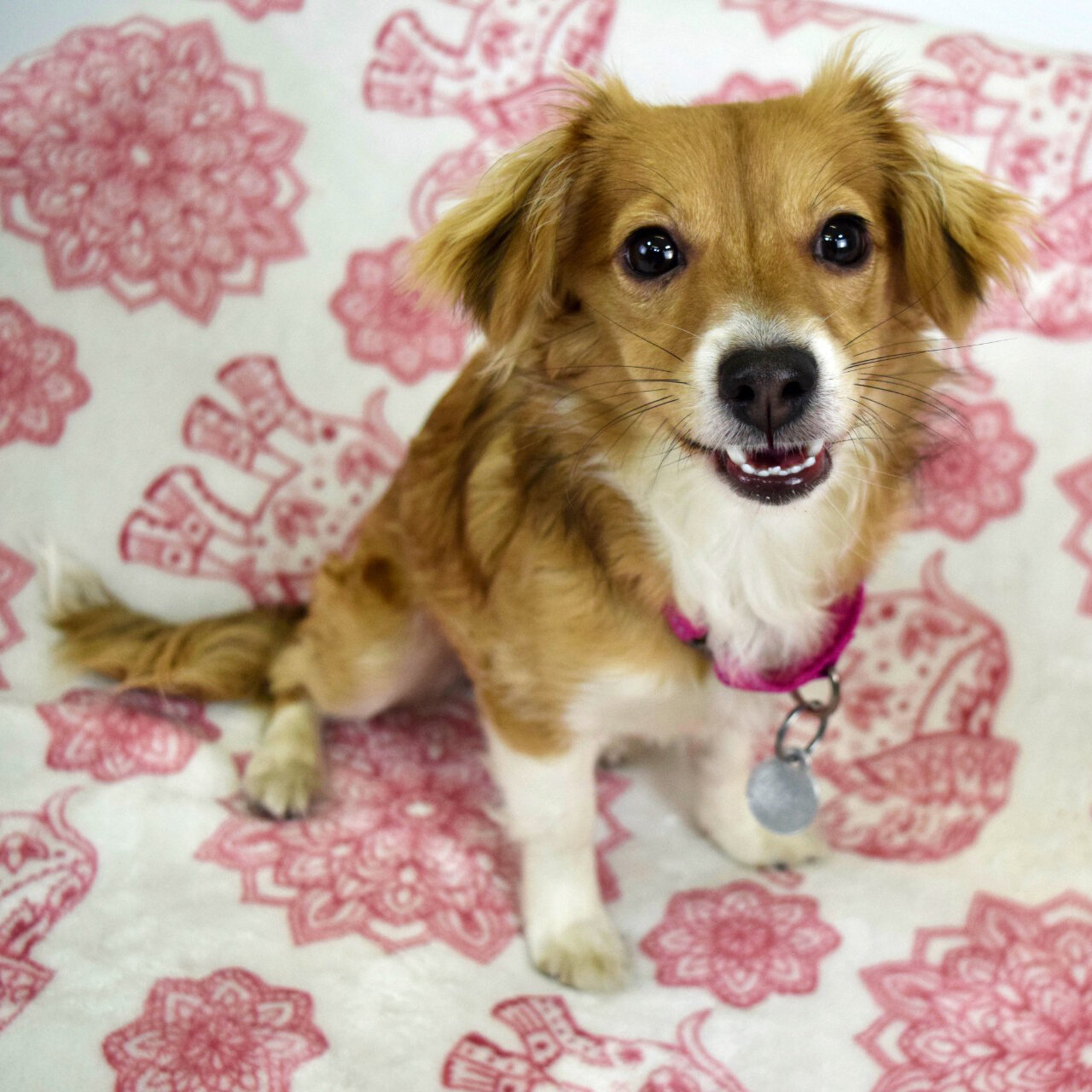 Shimmy_Berkeley Humane copy.jpg