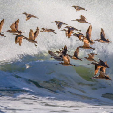 2020 Point Reyes Festival Flies Online With a Host of FREE Webinars