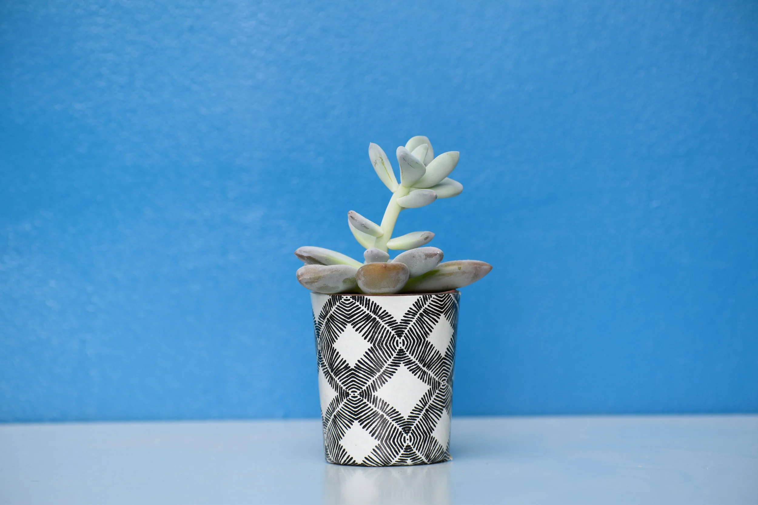 Deliver a potted plant or favorite potted herb to a friend.