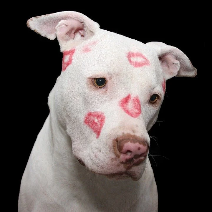 Adopt or foster a shelter animal.
