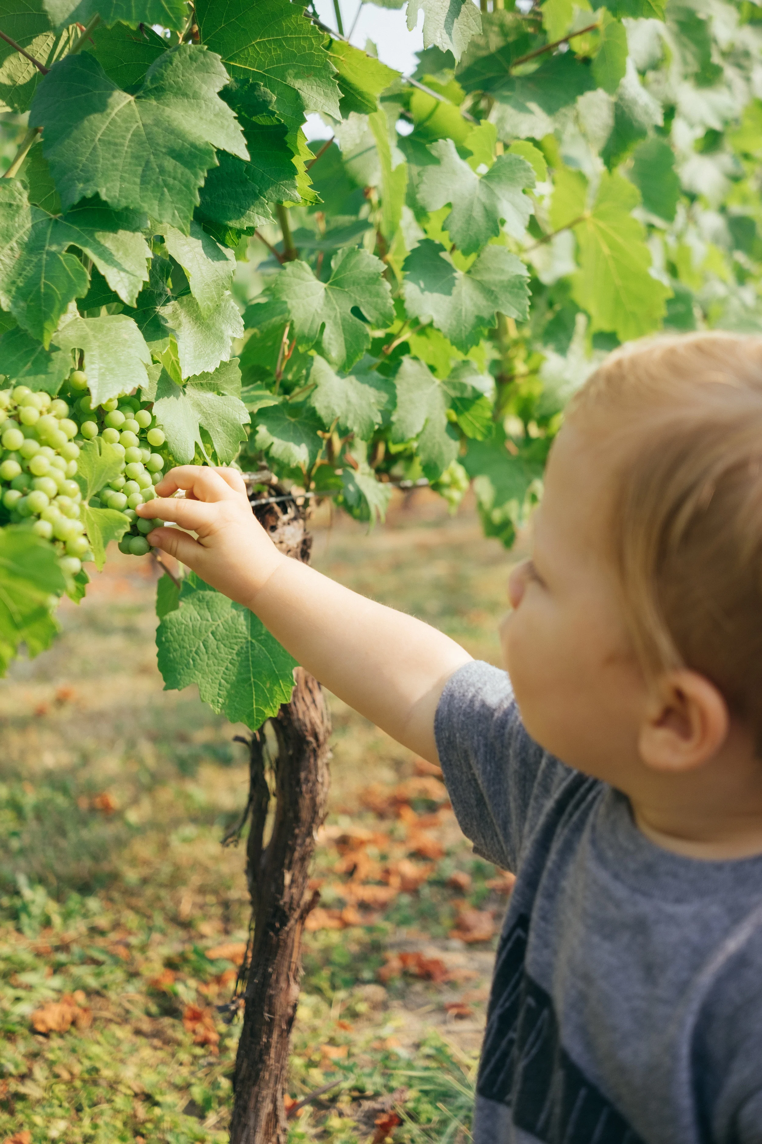 12 Family-Friendly Napa & Sonoma Wineries You Must Visit