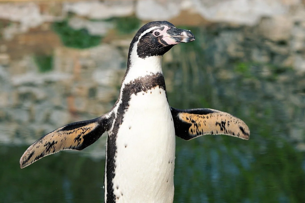 San Francisco Zoo ReOpens TODAY!