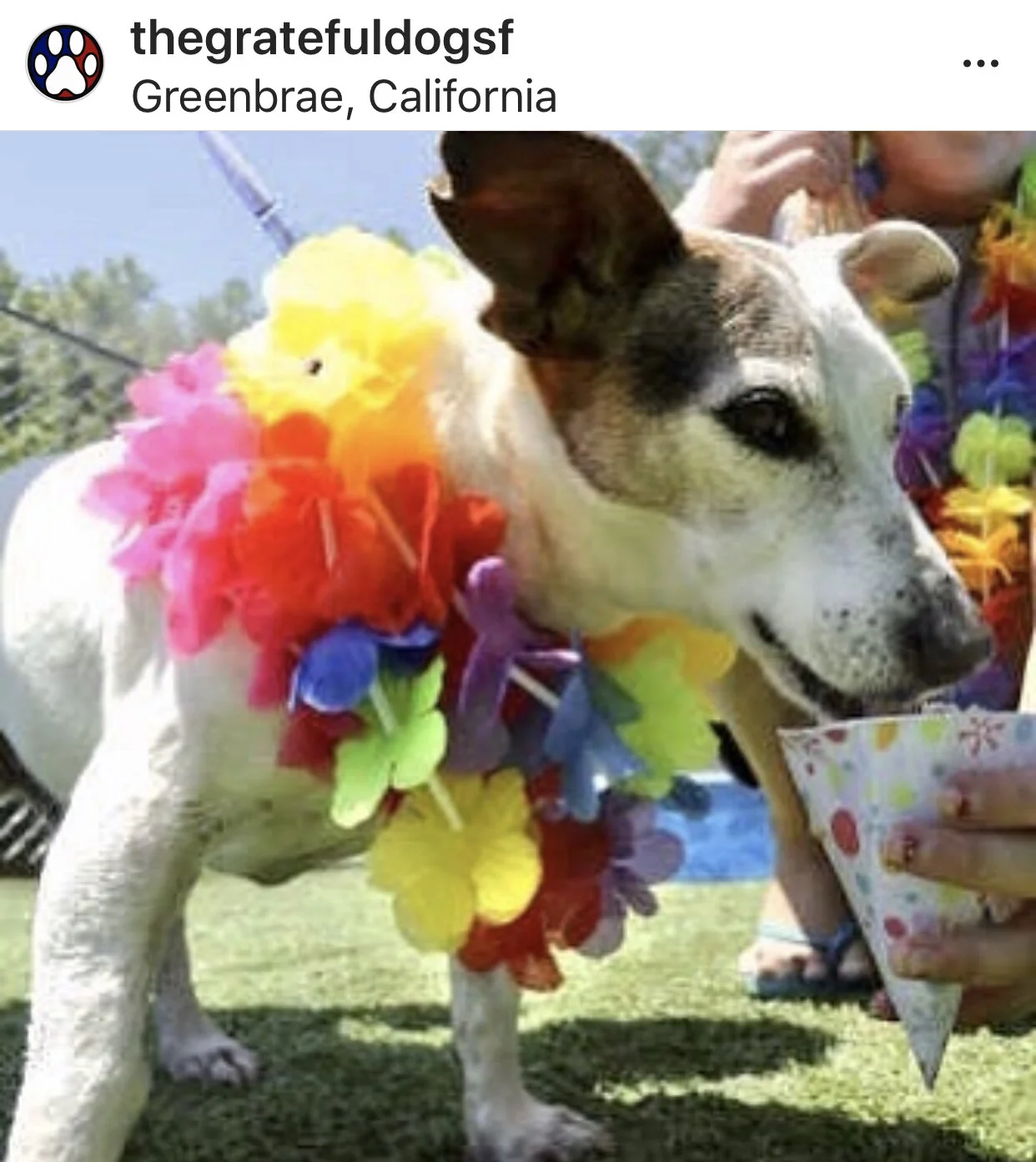 Kona Ice Event at The Grateful Dog