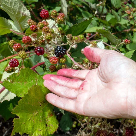 Foraging: Blackberry Clafoutis
