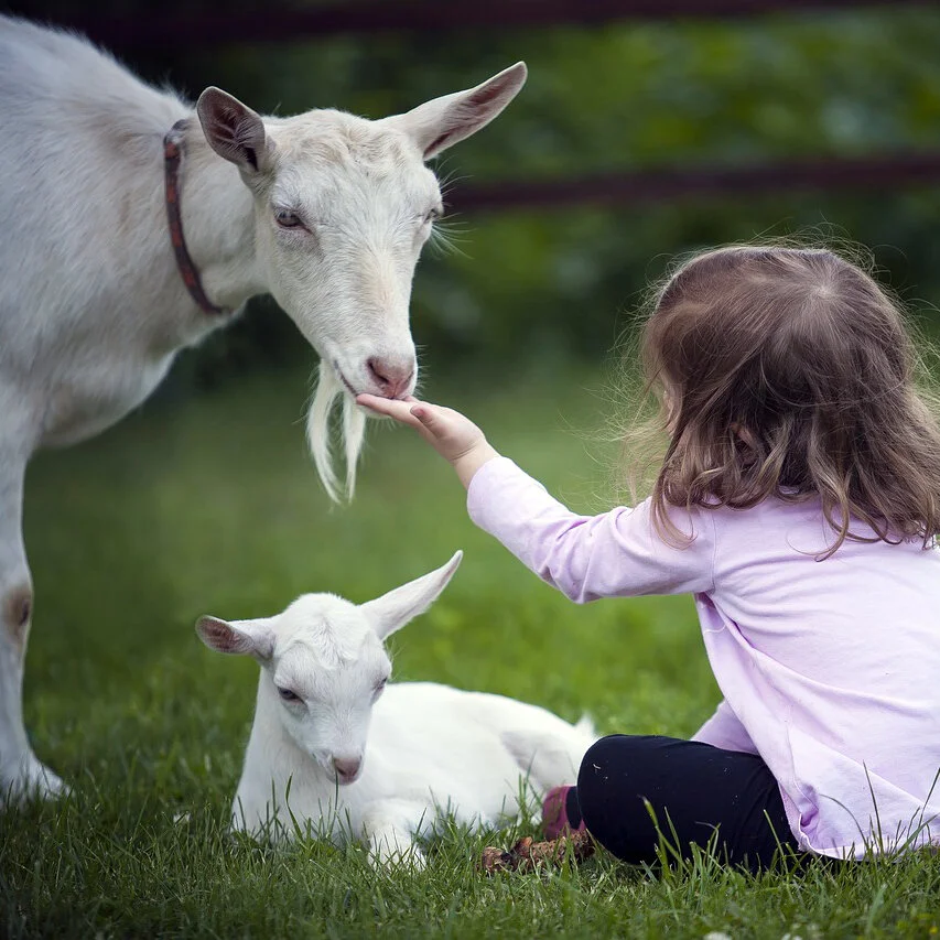 The Pet Effect to Alleviate Stress