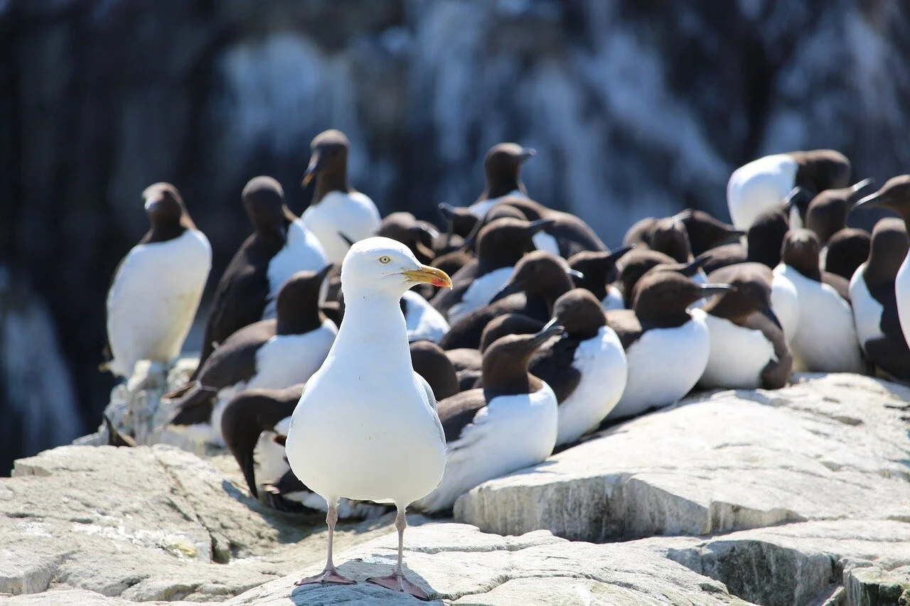 herring-gull-2039374_1280.jpg