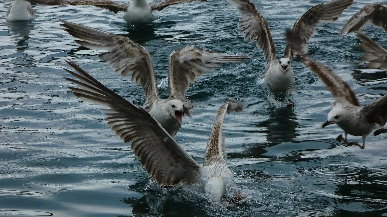 gulls-2446509_1280.jpg