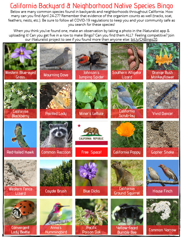 California Backyard & Neighborhood Native Species Bingo — Ronnie's Awesome  List