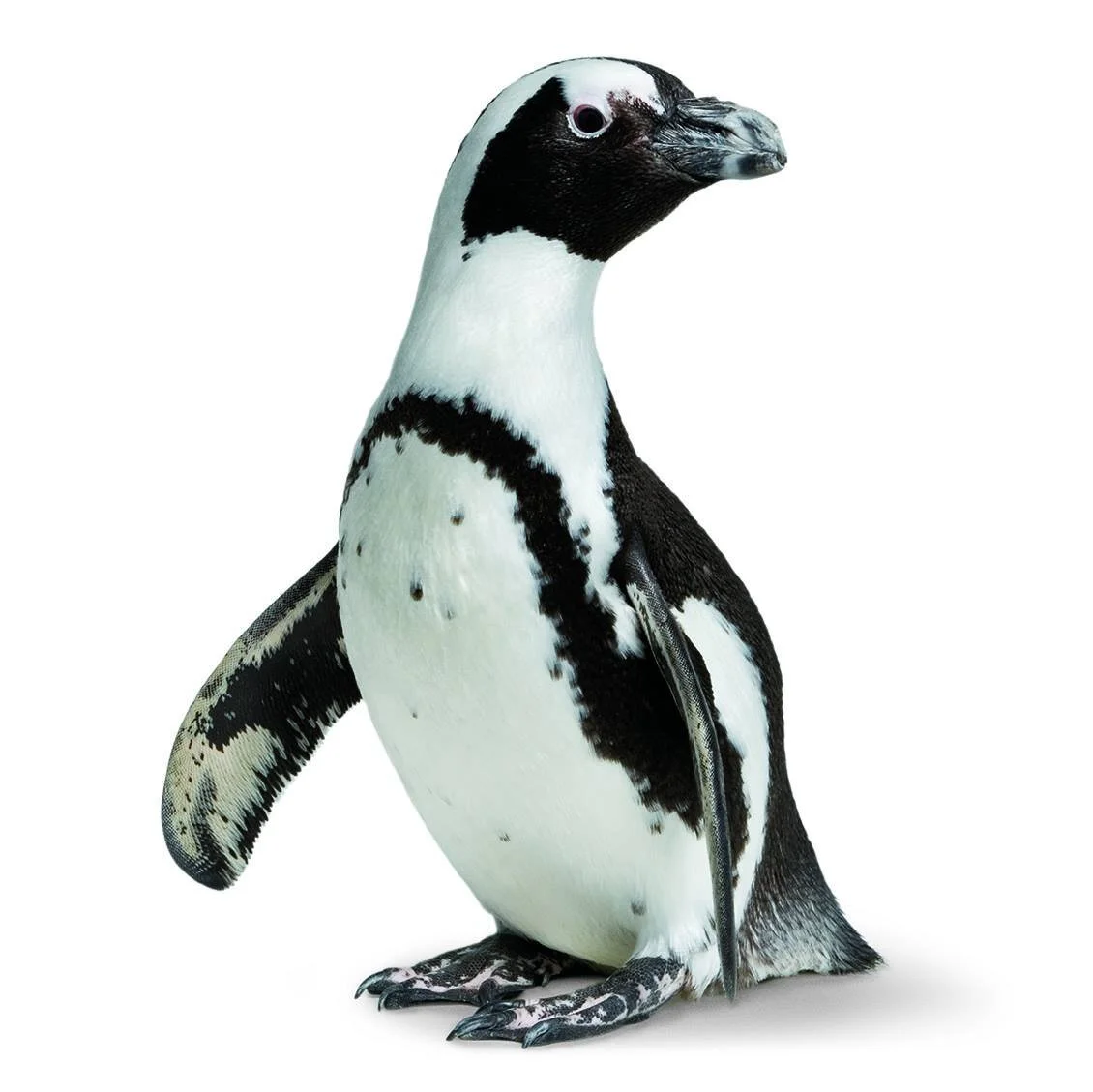 The California Academy of Sciences to welcome back visitors Tuesday, October 13