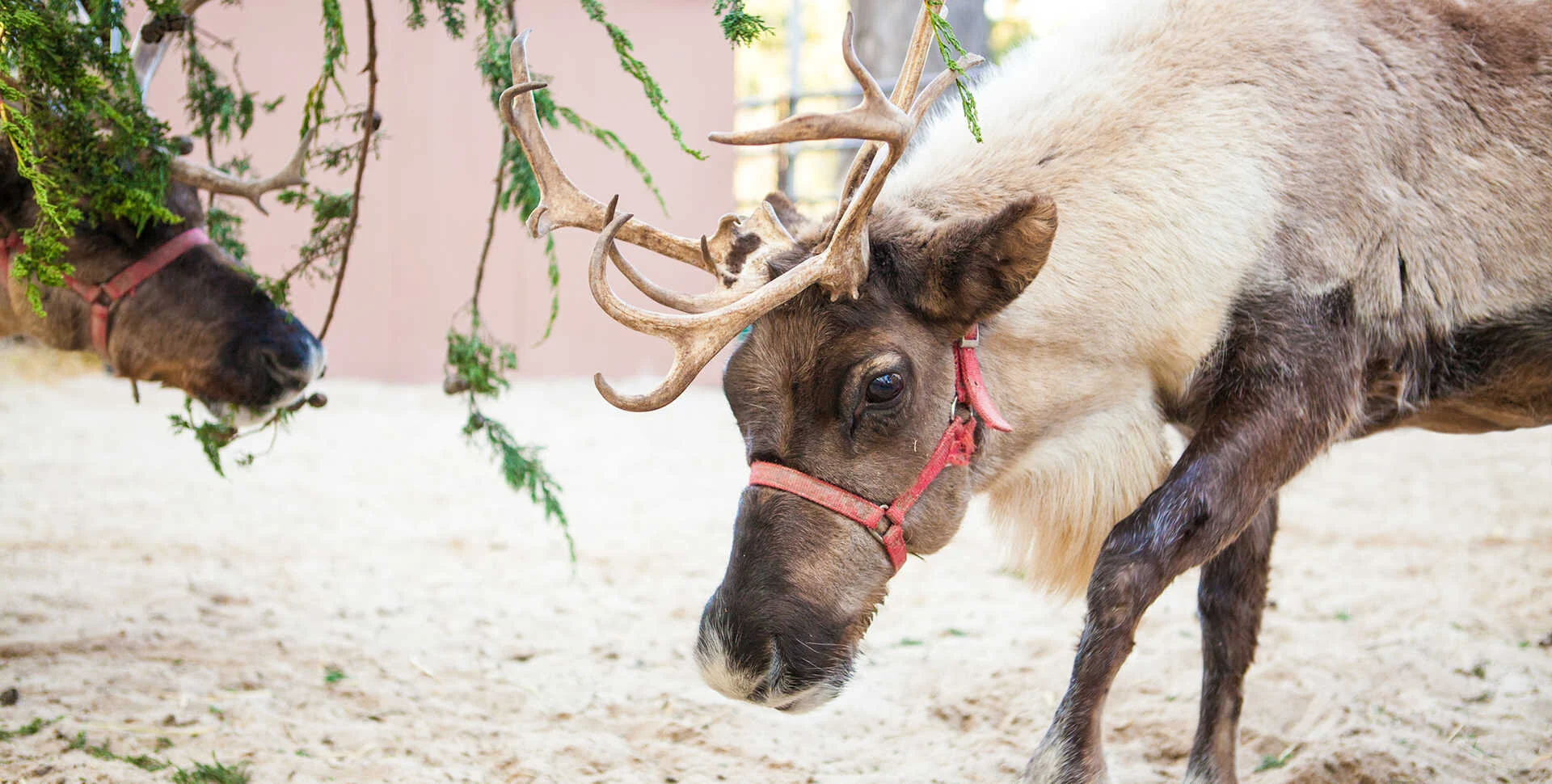 Live reindeer return to the Academy in ‘Tis the Season for Science