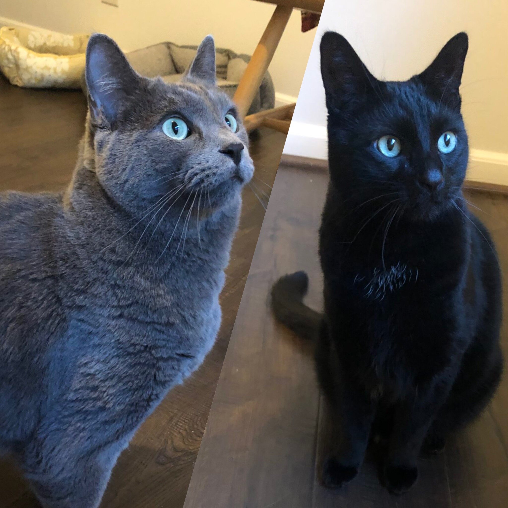 Spike and Xay.JPG