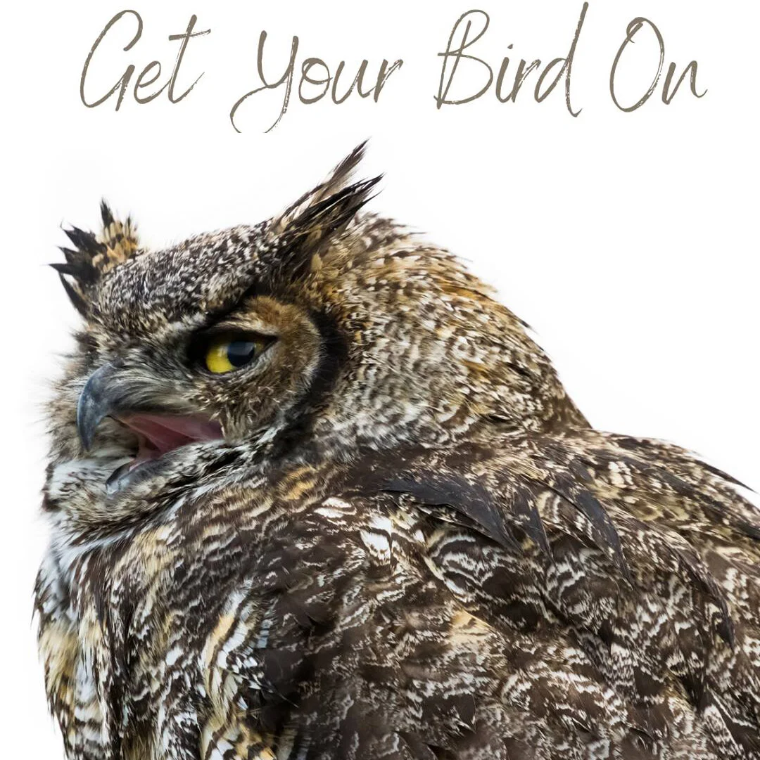Point Reyes Birding & Nature Virtual Festival