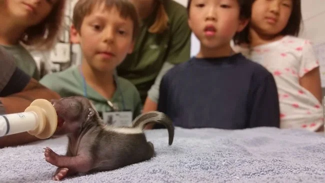 Summer Wildlife Camp at WildCare!
