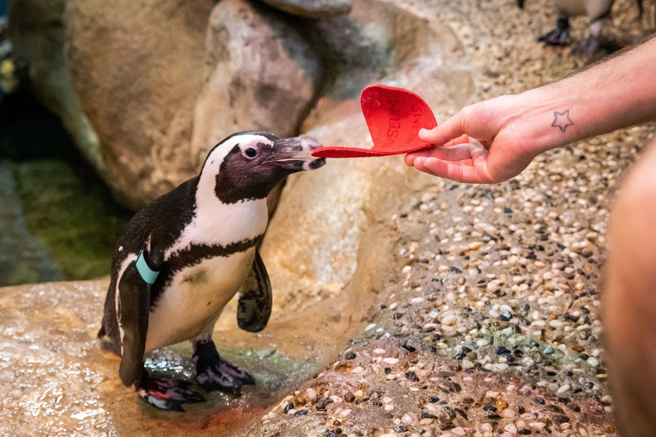 Just in time for Valentine’s Day, the California Academy of Sciences' African penguins receive heart-shaped valentines for their nests