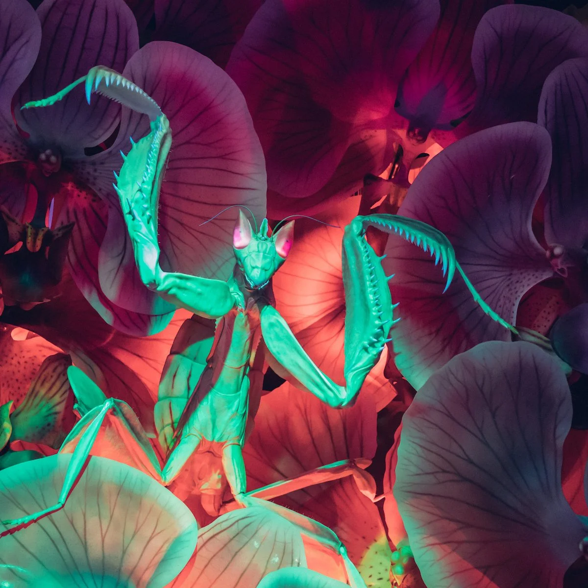 Opening this Week: California Academy of Sciences Two New Exhibits! 🐝🦋🐢