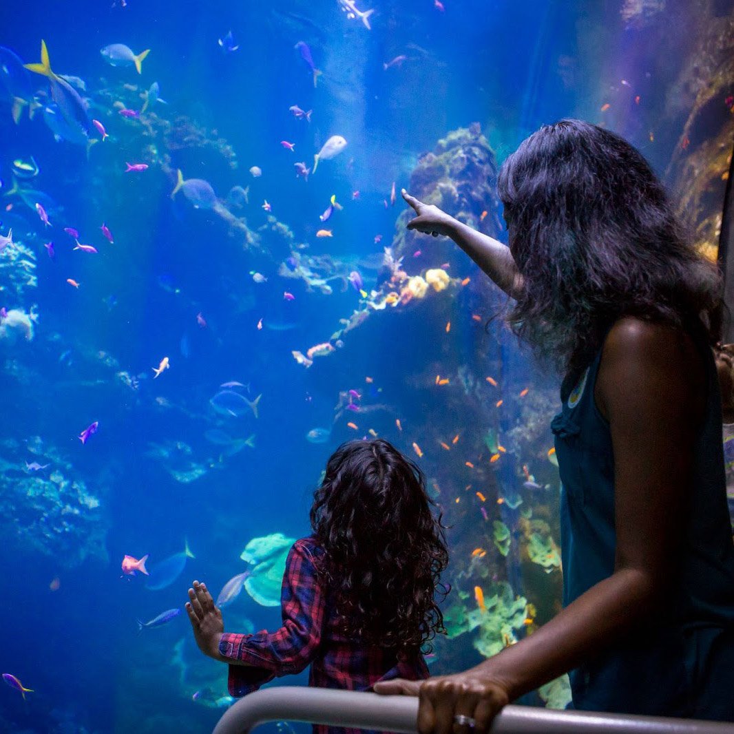 Ready, Set, GLOW at Science Under the Sea Stars
