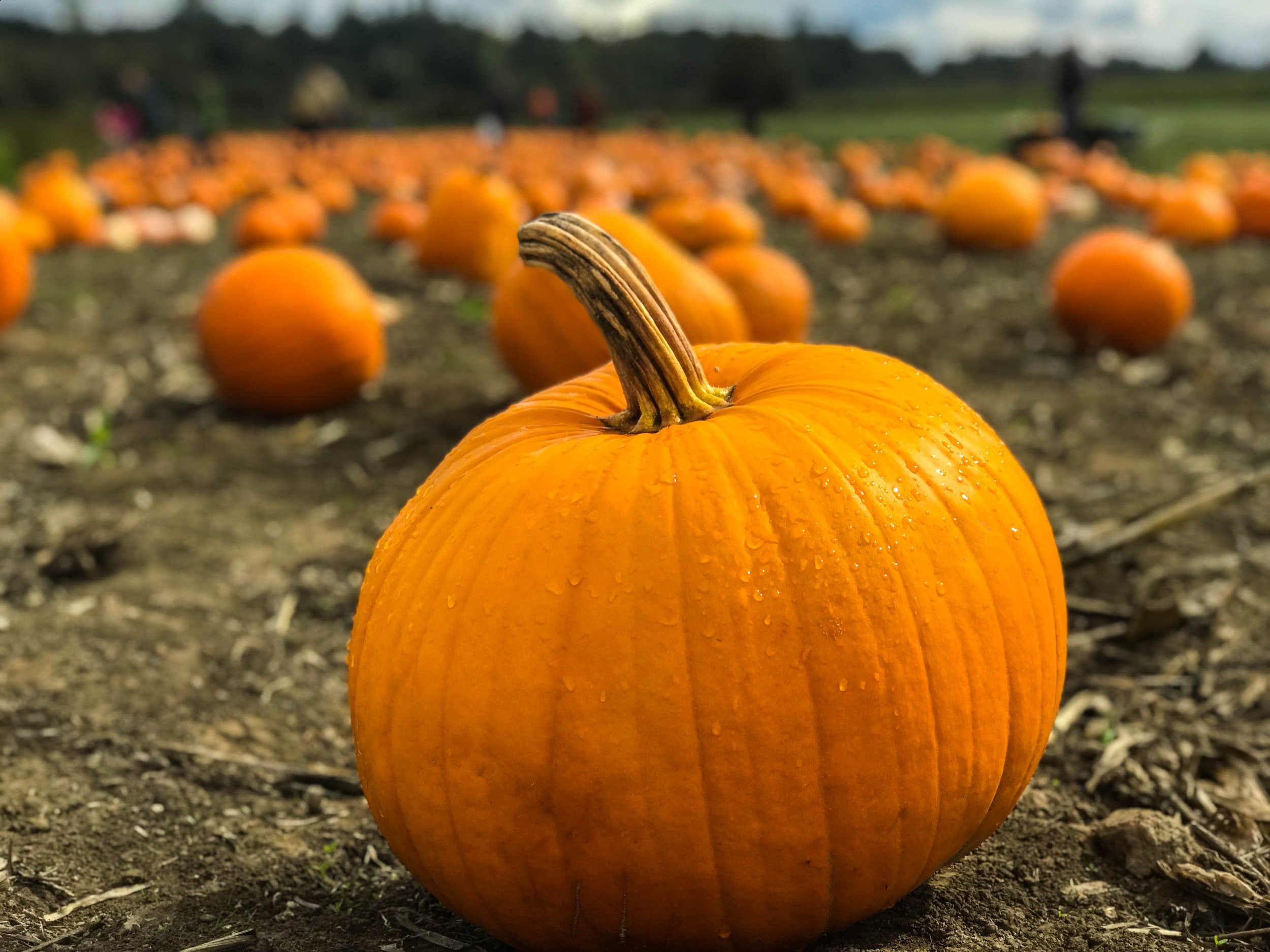 Hometown Halloween