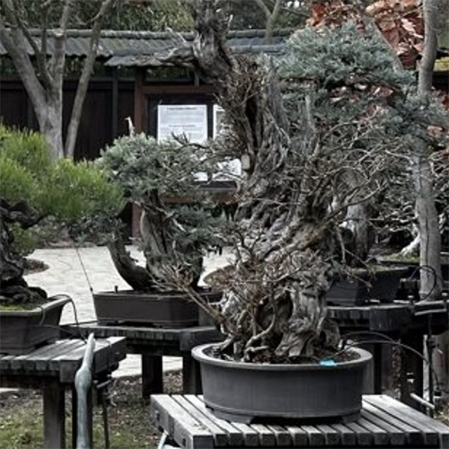 Bonsai Garden at Lake Merritt