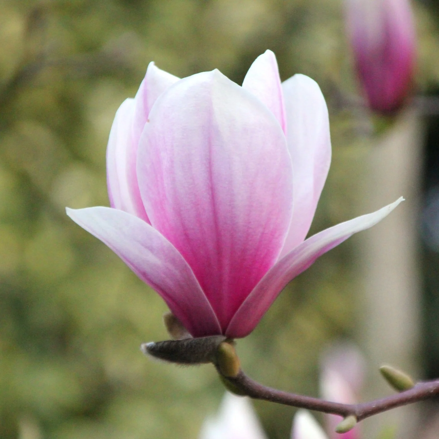 Where to See Spectacular Spring Blooms