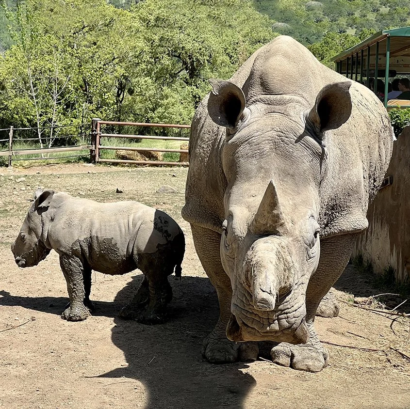 Safari West Introduces “Otto Lang” 🦏