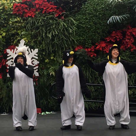 The Tap Dancing Penguins