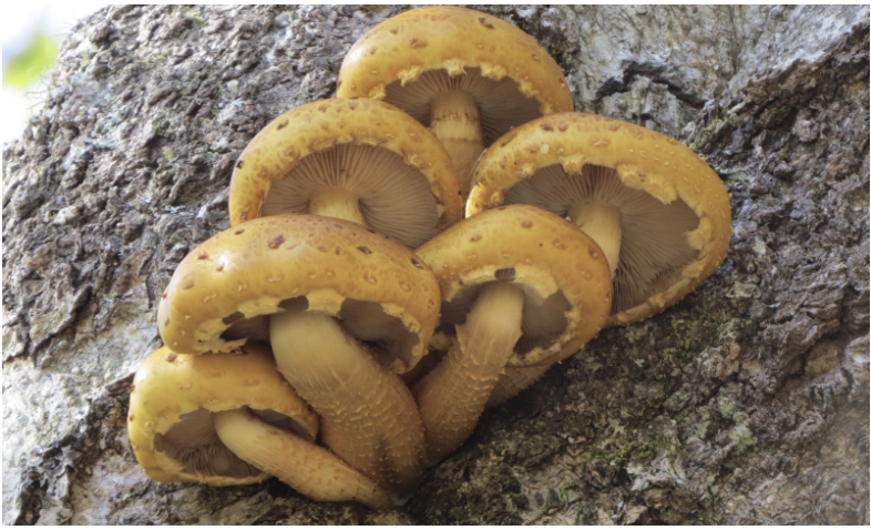 Fun with Fungus Fundamentals, Part 1 