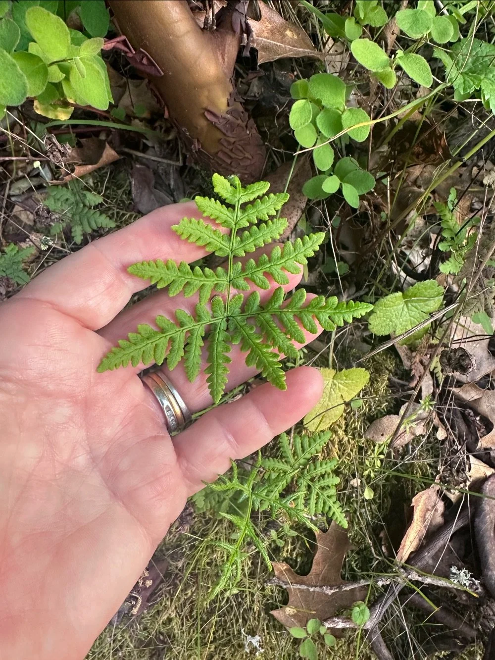 Junior Ranger Program: Signs of spring