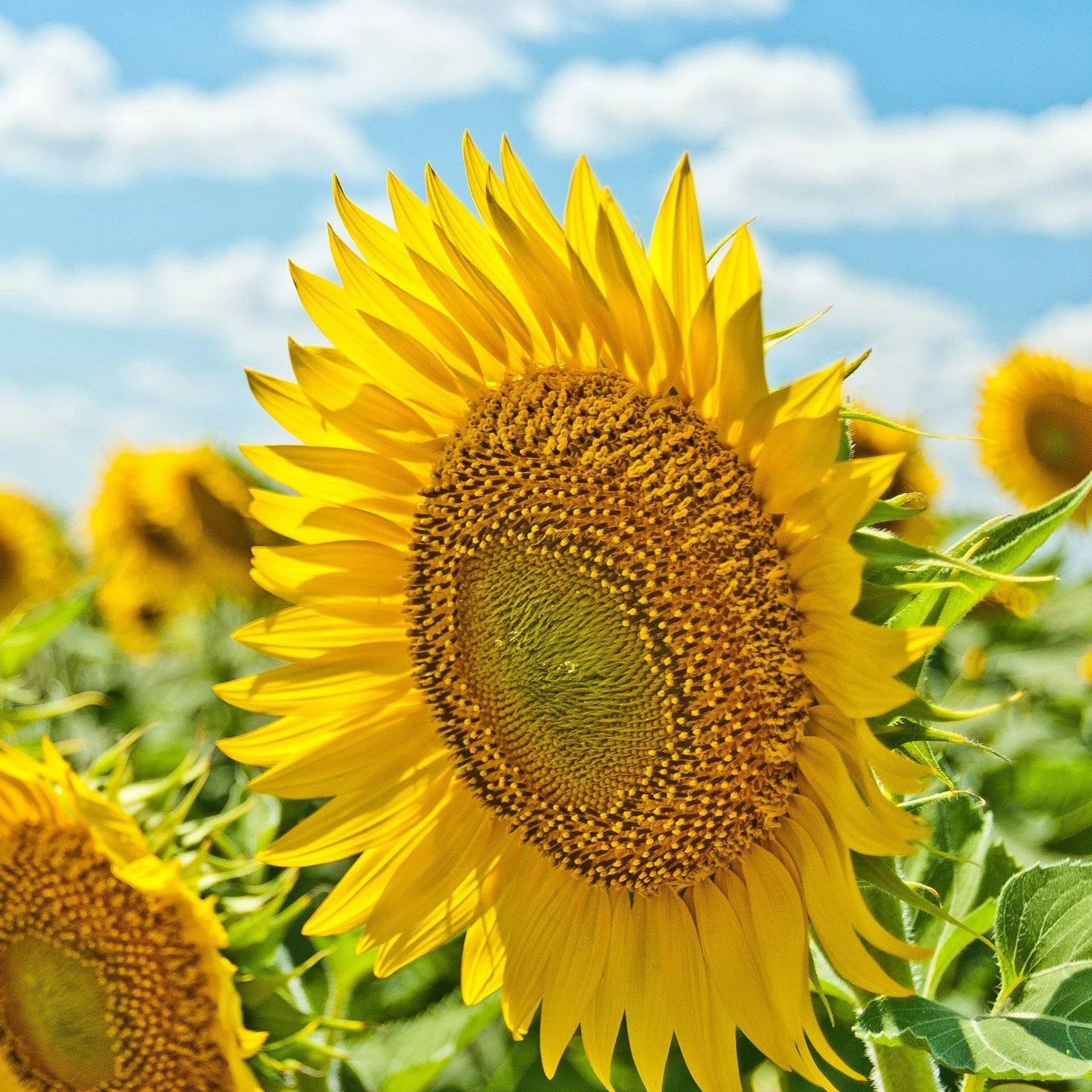 Seize the Day: Celebrating the Summer Solstice in Bay Area