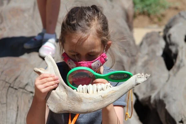 Dinosaur Activities Week