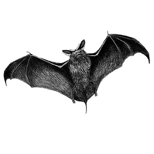 Bat Night