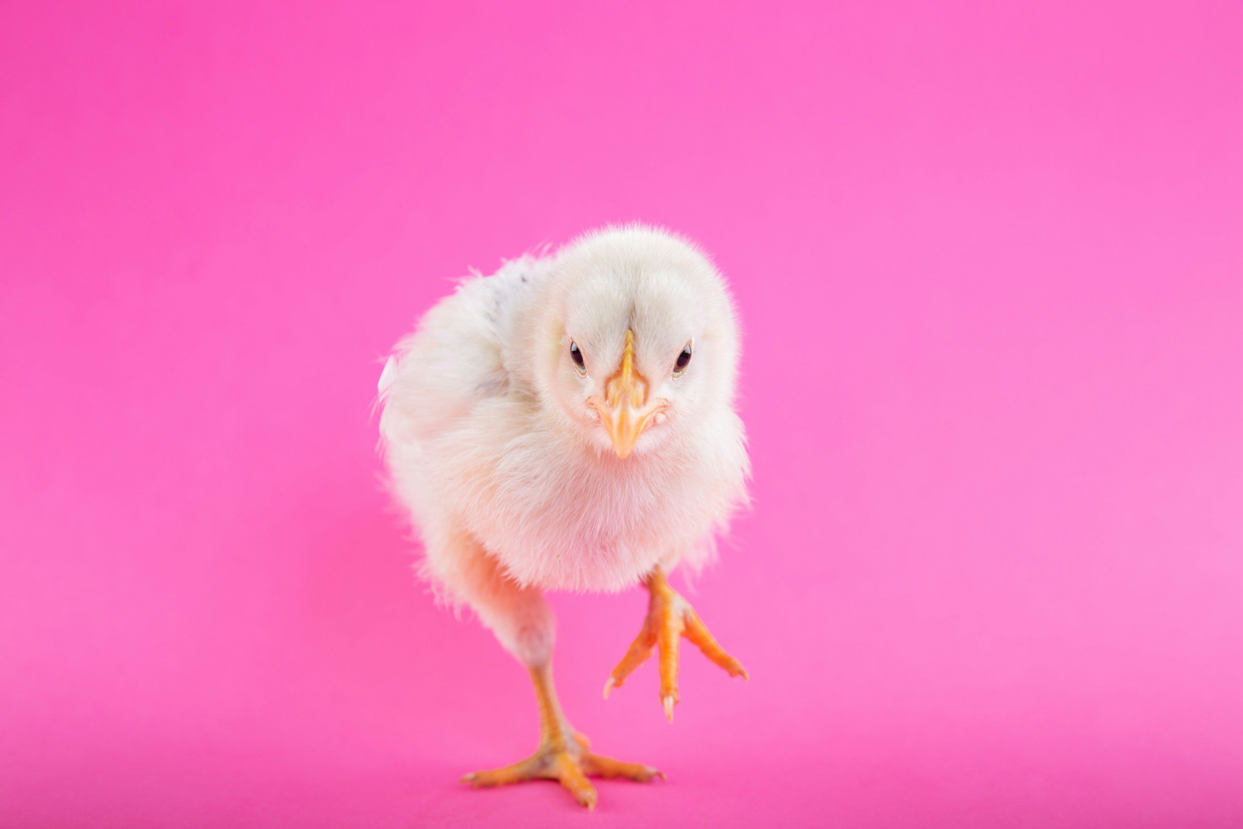 SAN RAFAEL: Las Gallinas Lions Egg Hunt at Marinwood