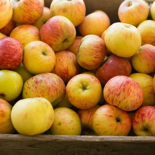 Gravenstein Apples