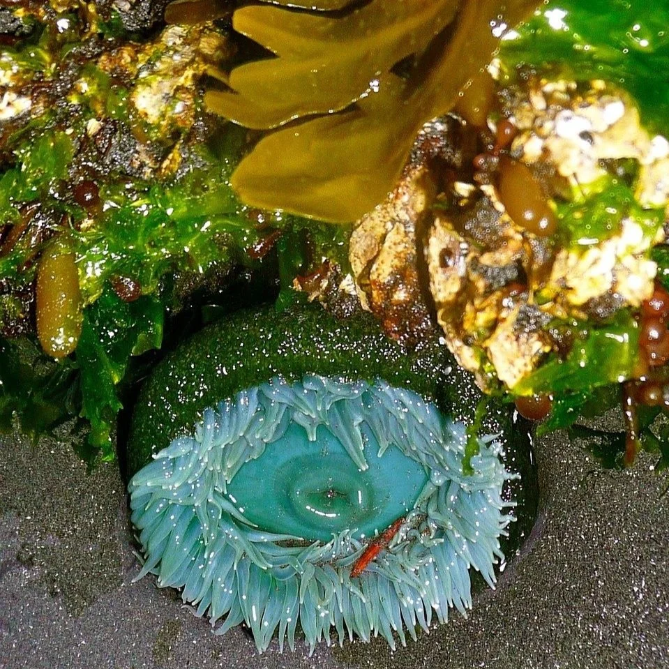 Tidepool Treasures of the Bay Area