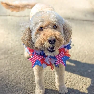 Glen Ellen Celebrate With the Dogs this July 4th!