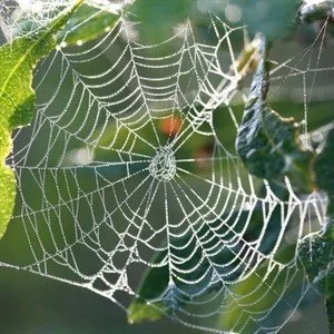 Family Walk: Lake Lagunitas Spiders