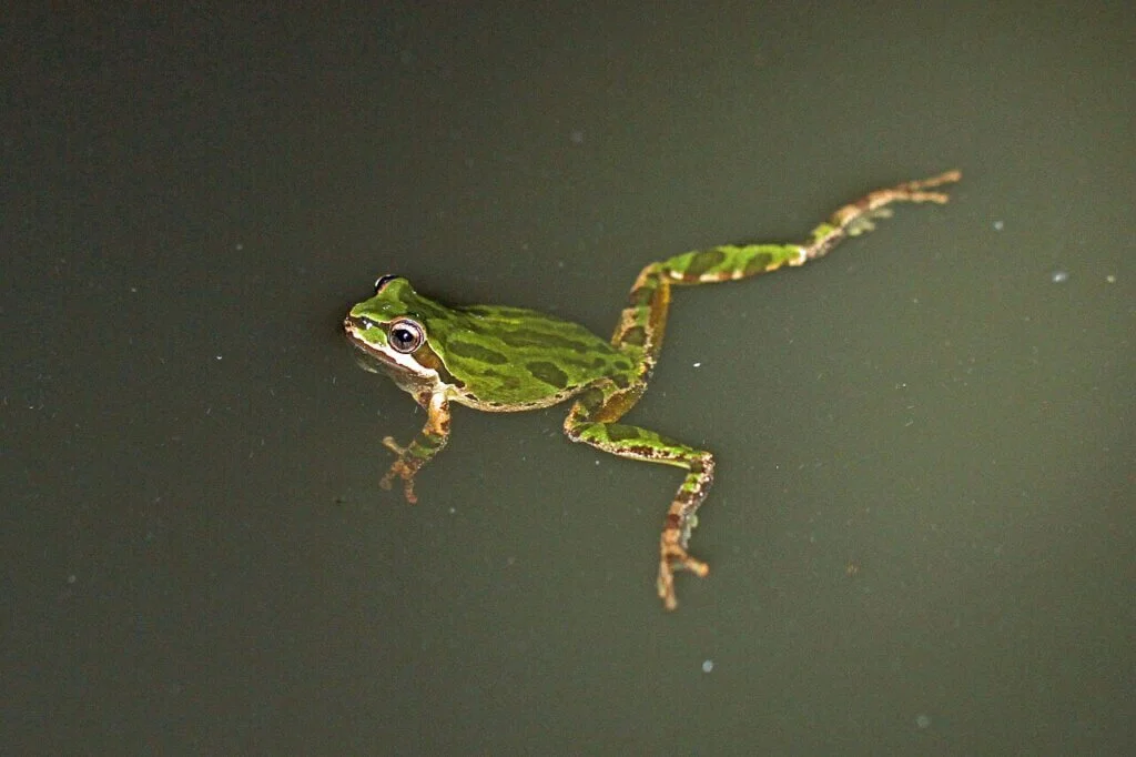 Junior Rangers: Wildlife Olympics