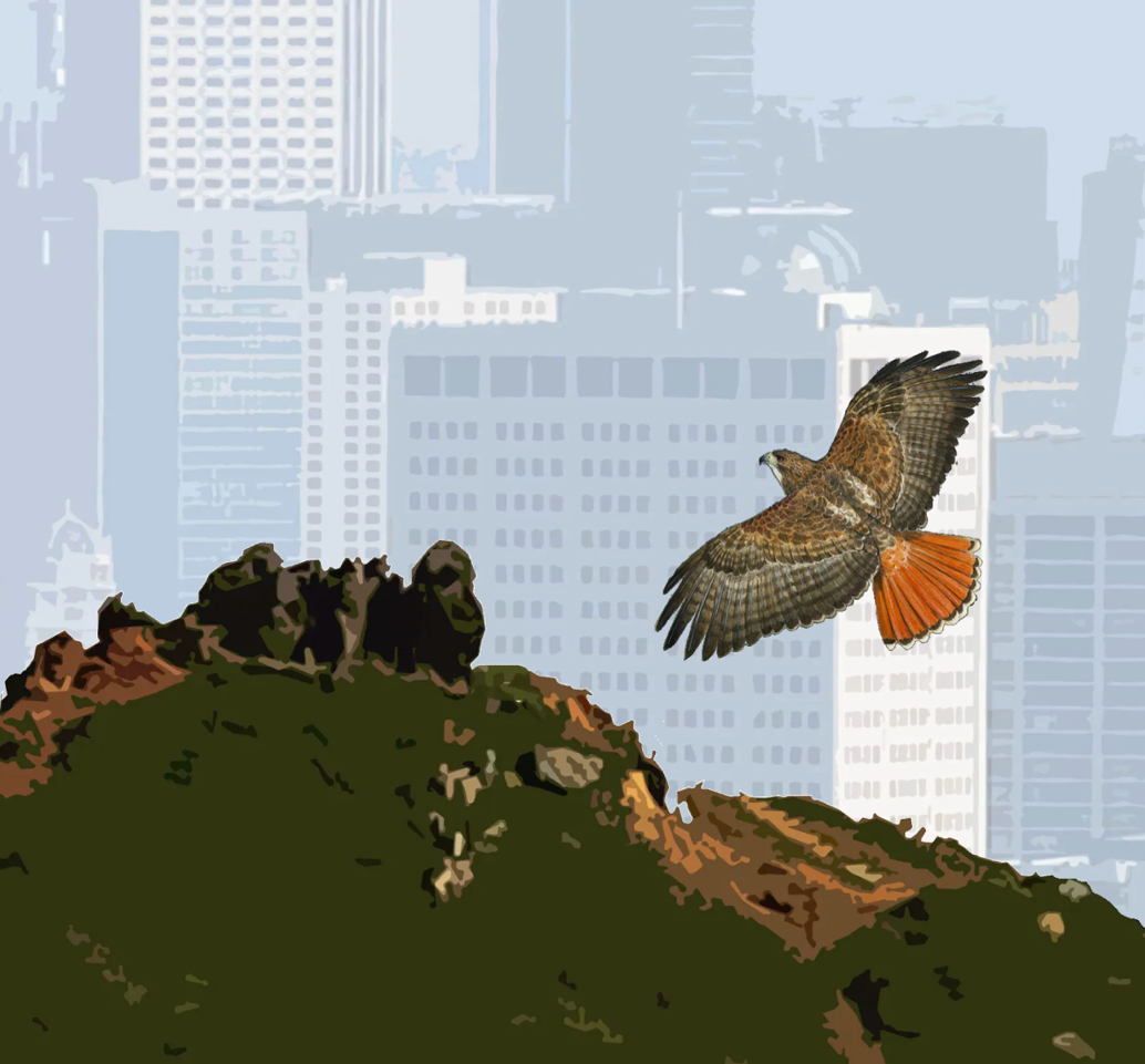 Birding on Corona Heights