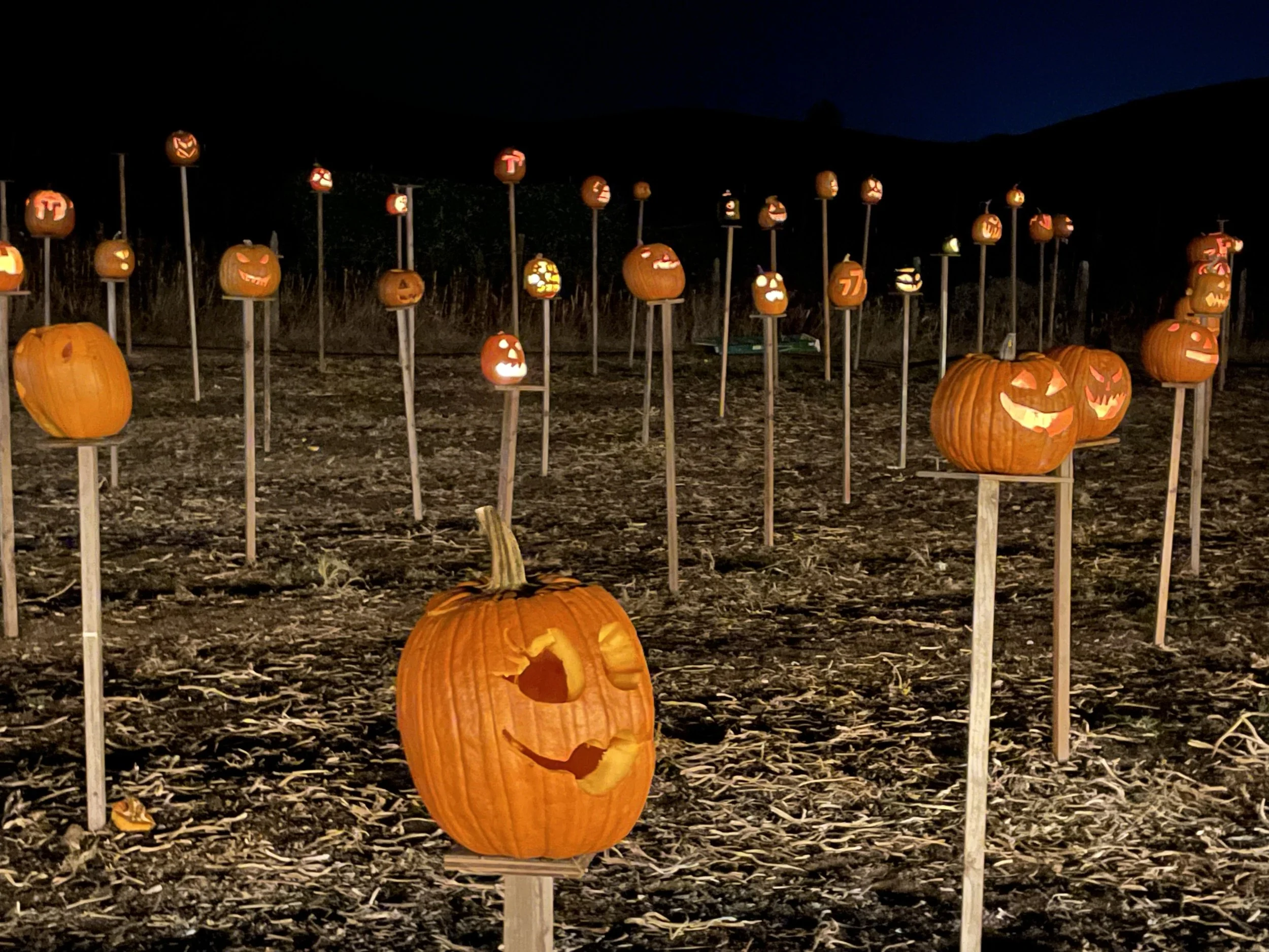 PETALUMA: Pumpkin On Pikes