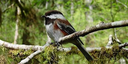 Go Birding with a Master Birder