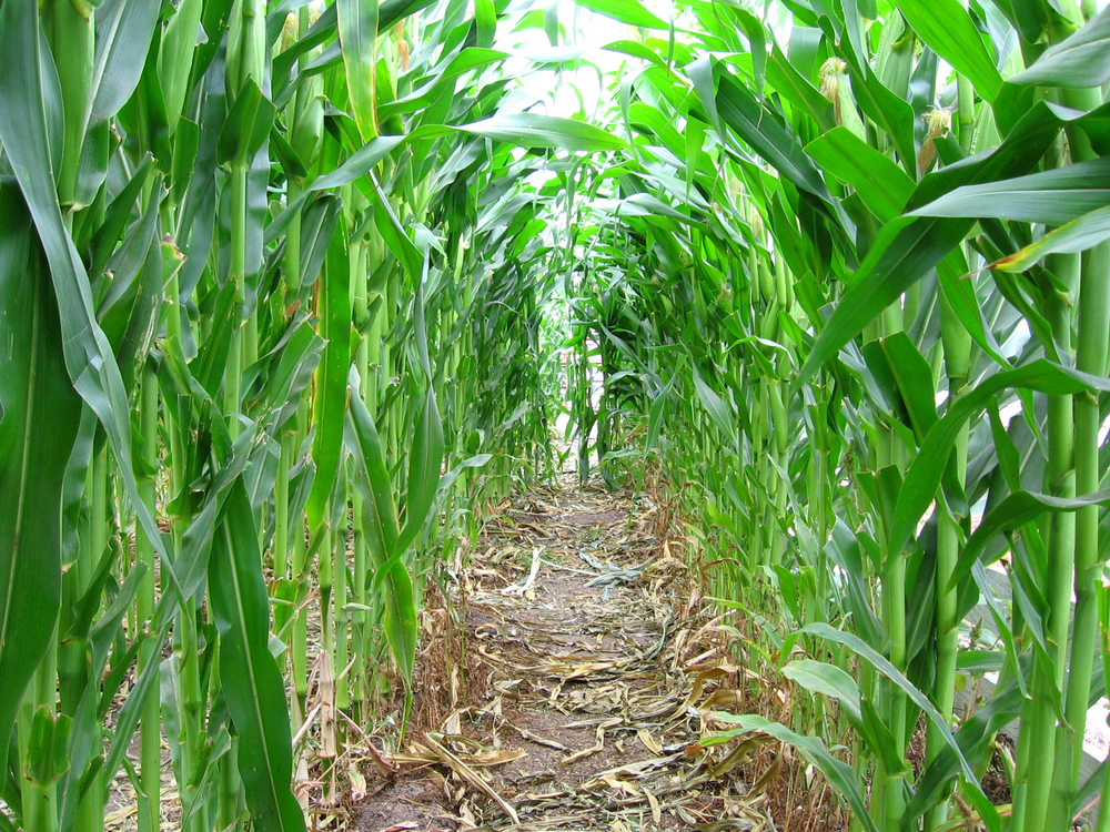 Muelrath's Ranches Toddler's Corn Maze
