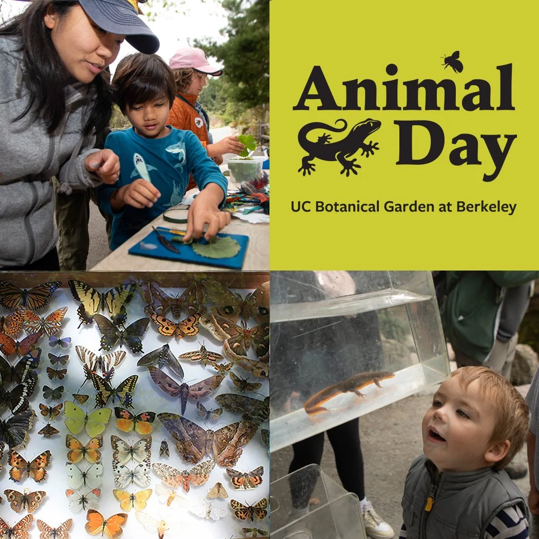 Animal Day