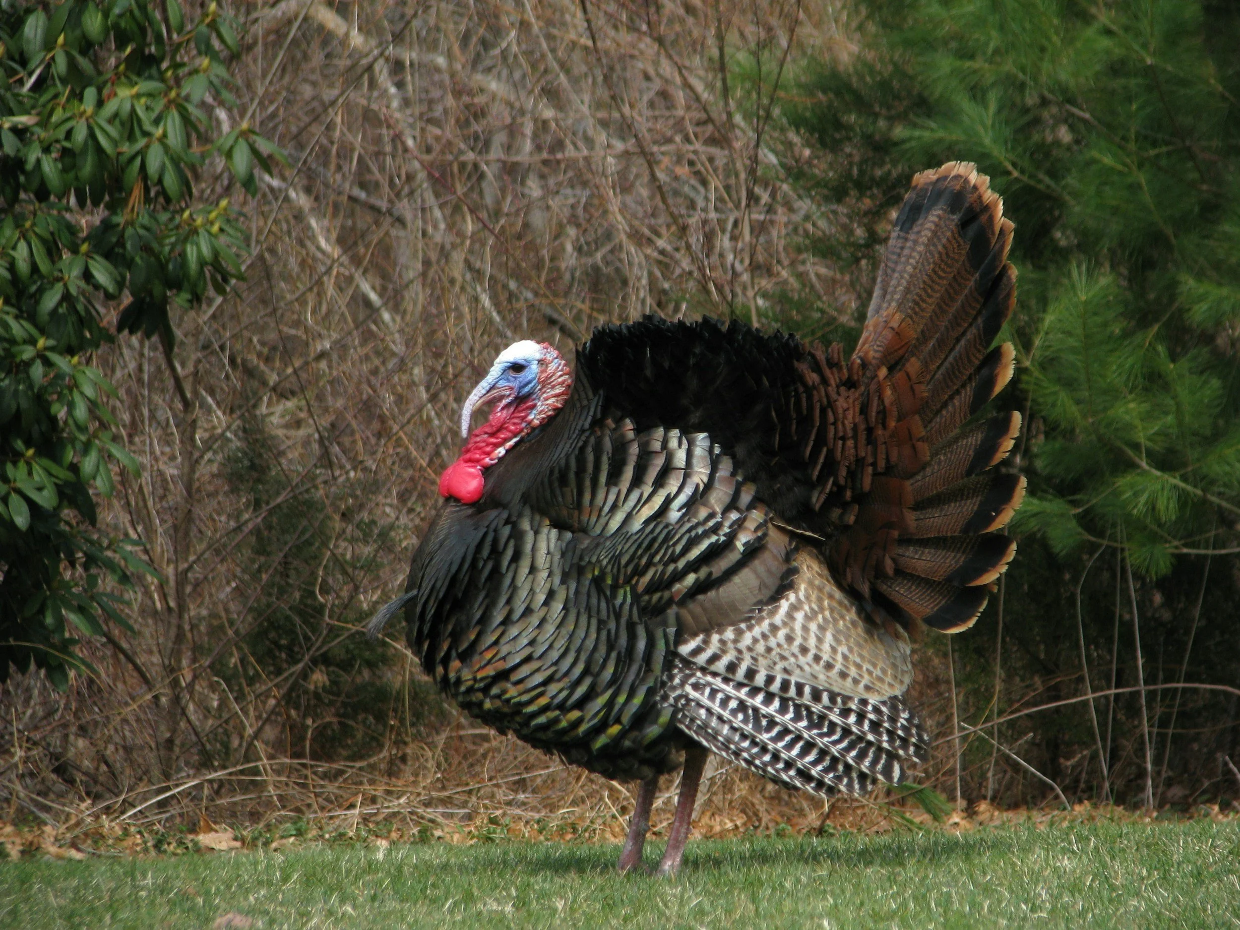 Fremont: Turkeys on Trails