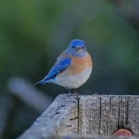Join the Flock: Christmas Bird Count