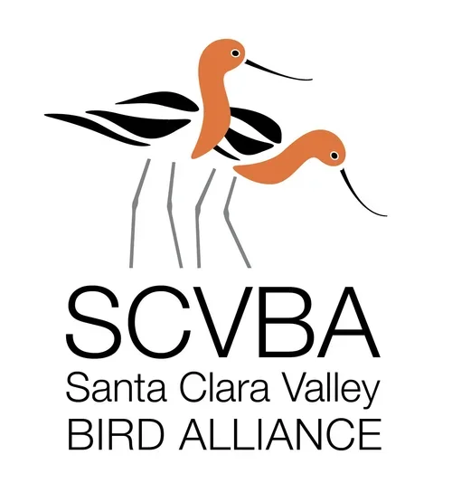 San Jose: Christmas Bird Count