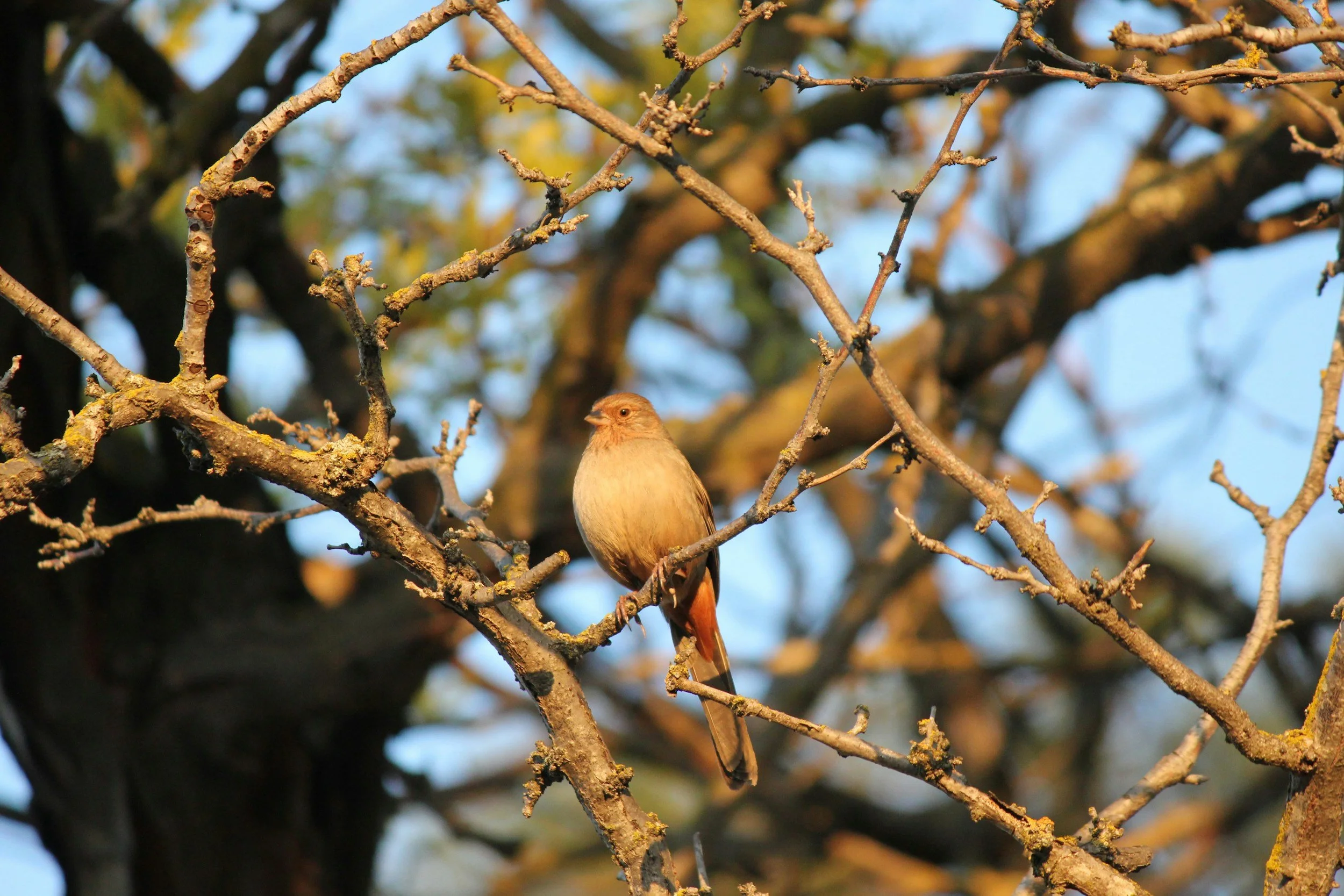 Palo Alto: Christmas Bird Count