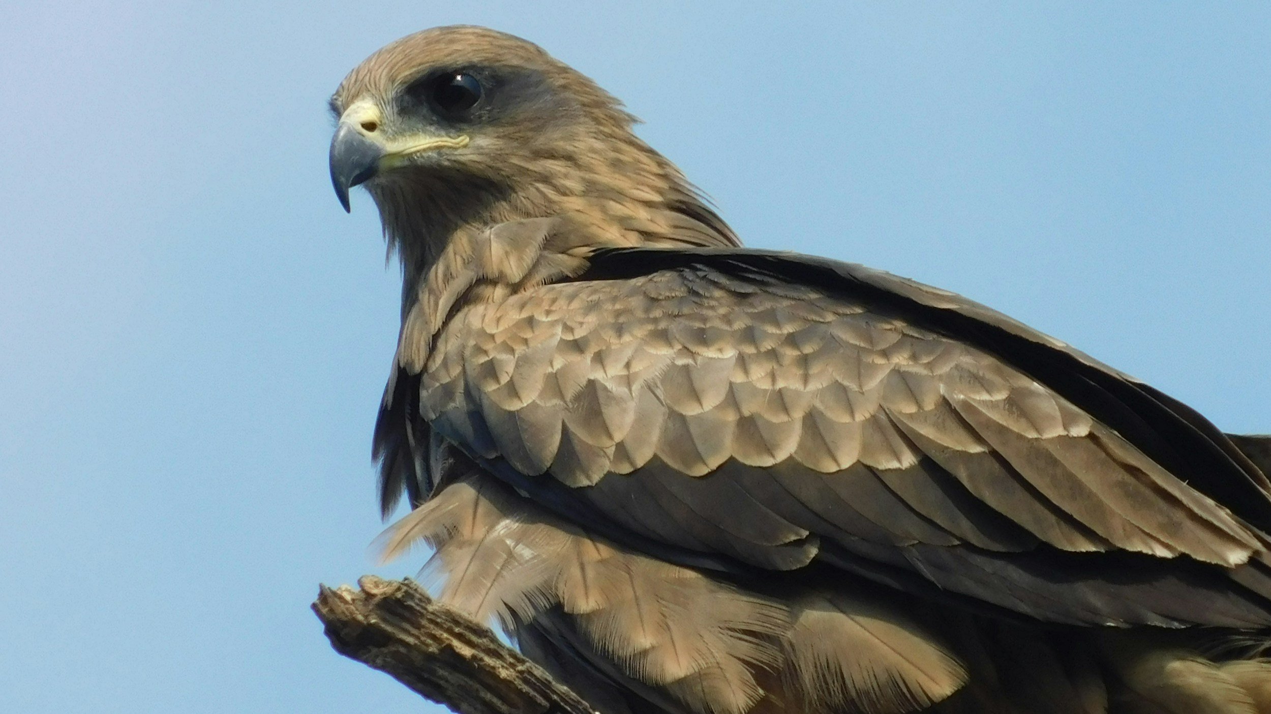 Calero-Morgan Hill: Christmas Bird Count